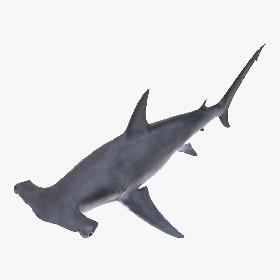 Great Hammerhead Shark